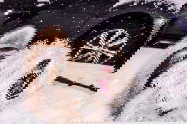 Brian Deutzman – Site web