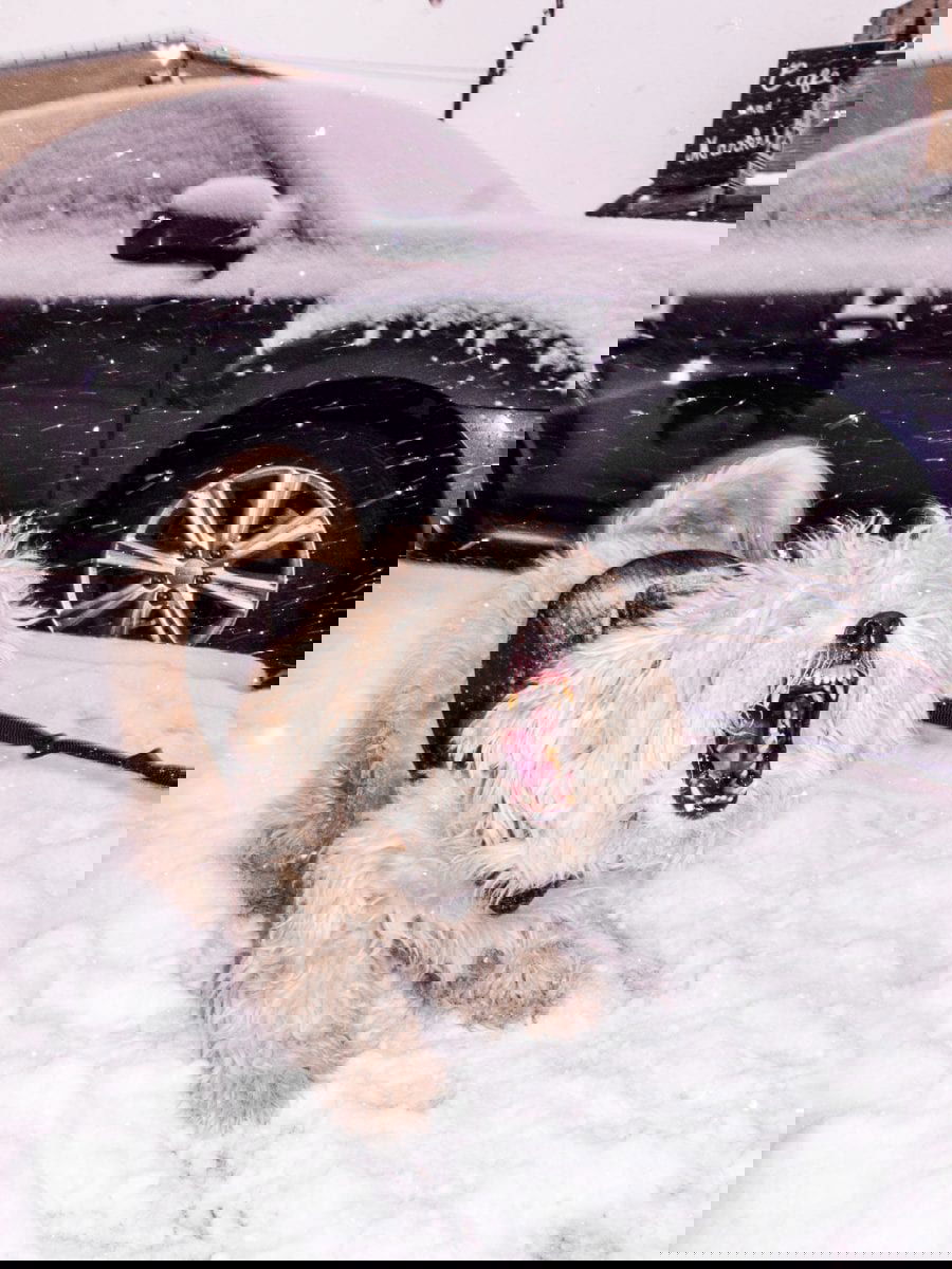 Brian Deutzman – Site web