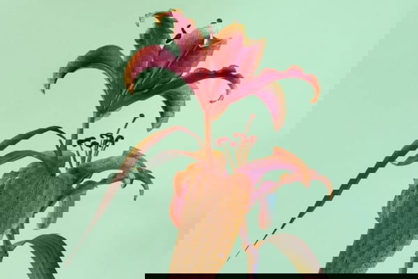 Alessandra D'Innella