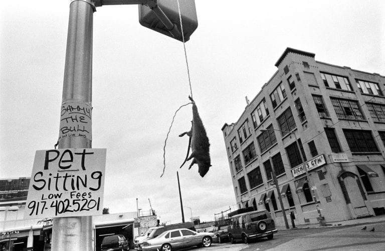 ratón colgando, street photography, blanco y negro Bushwick, Brooklyn, 2005 © Boogie