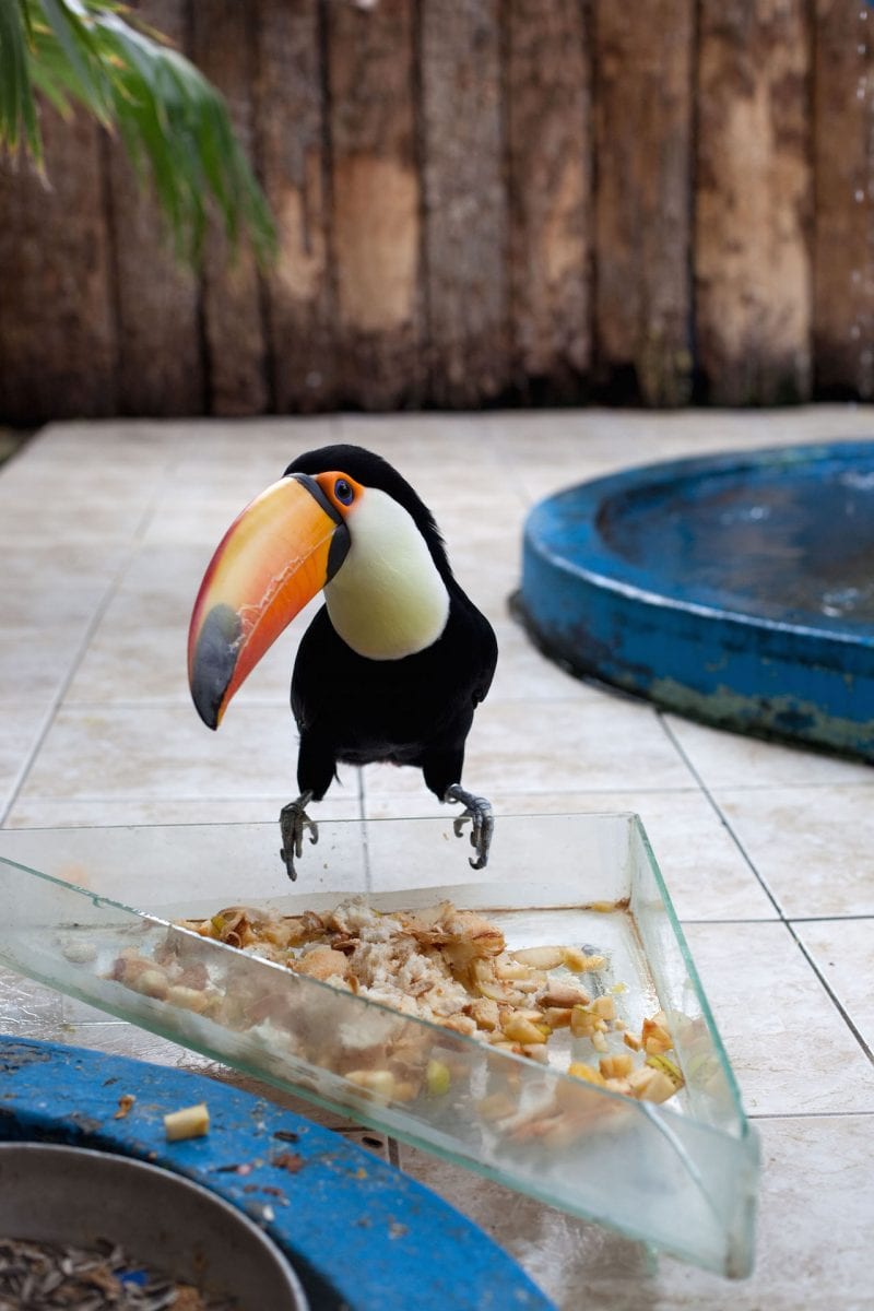 Tucan, 2010 Wolfgang Tillmans
