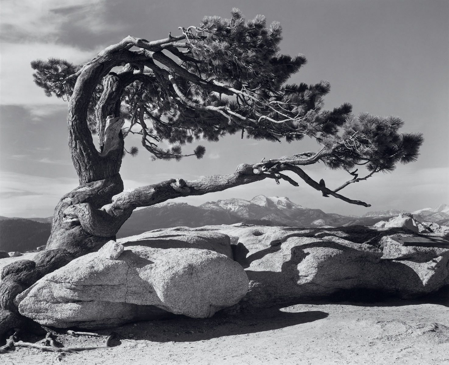 History of Landscape Photography Jeffrey Pine Sentinel Dome Yosemite by Ansel Adams