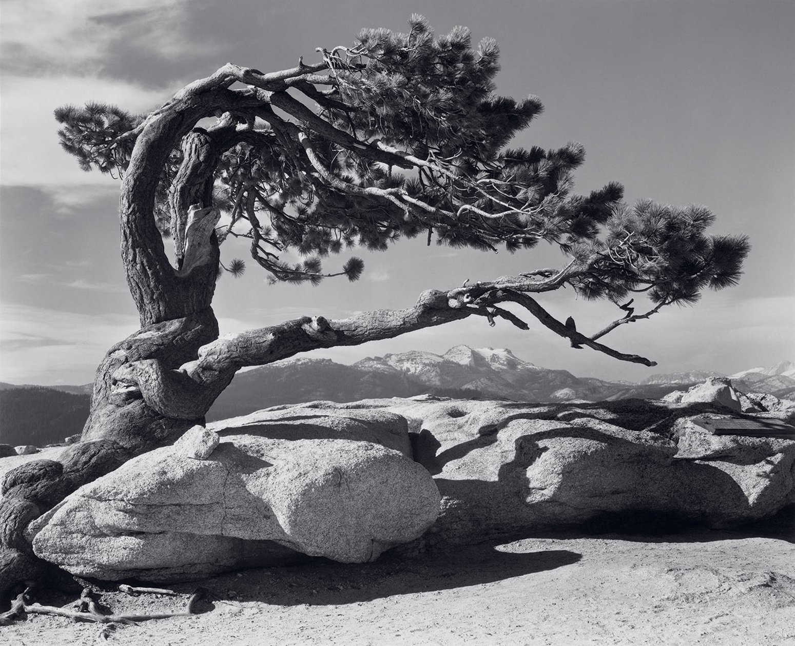 History of Landscape Photography Jeffrey Pine Sentinel Dome Yosemite by Ansel Adams