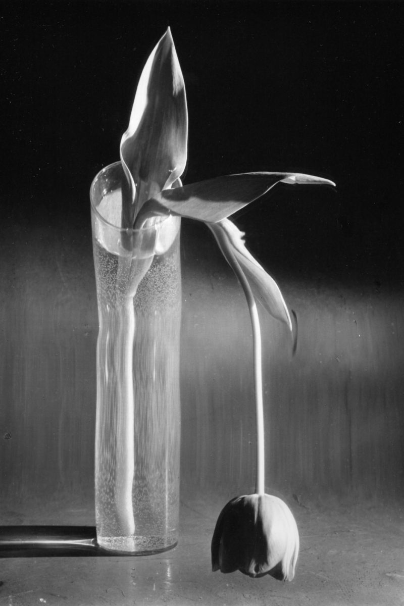 Melancholic Tulip (1939) © Andre Kertesz