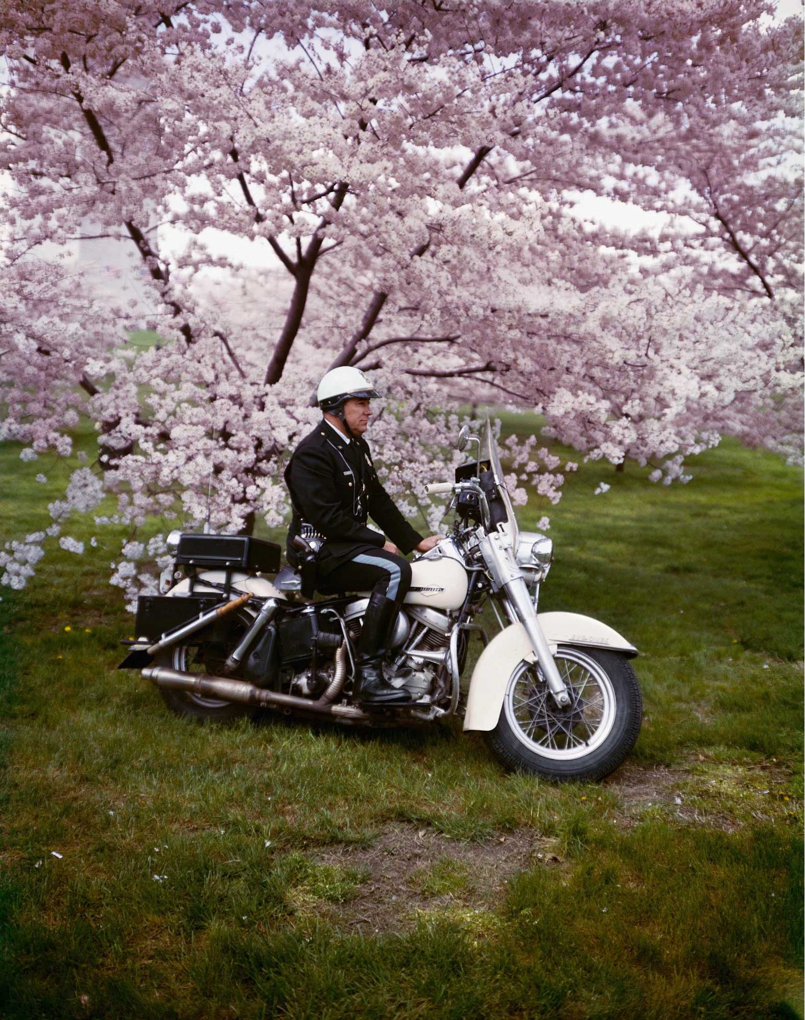 Springtime, Washington, 1965, Fotografia a colori di Evelyn Hofer