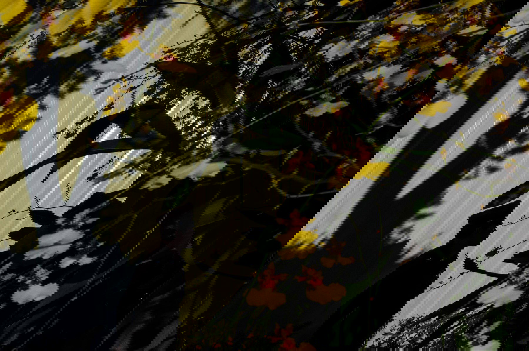 Thanasorn Janekankit