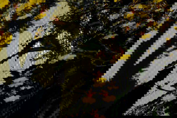 Thanasorn Janekankit