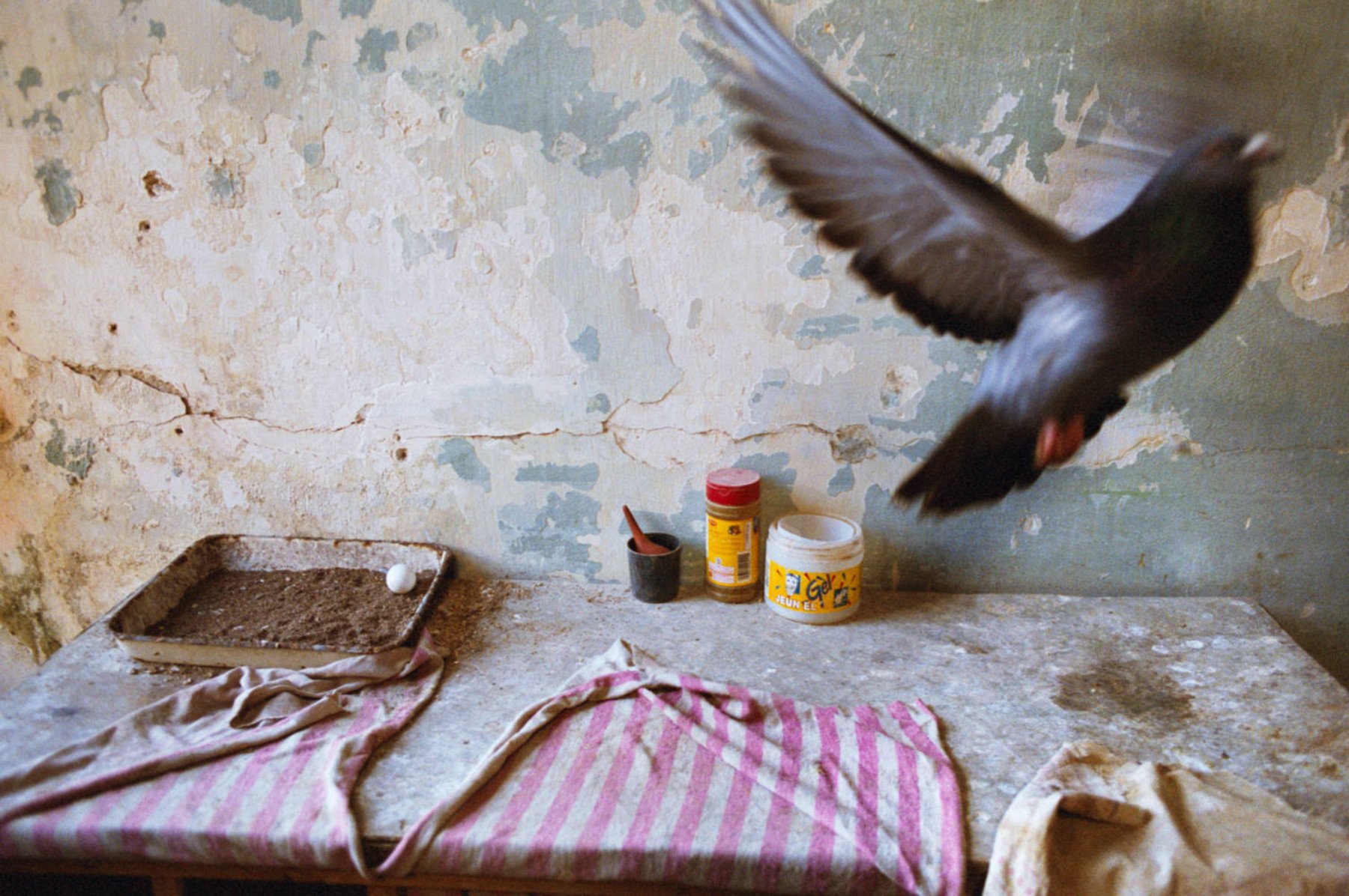 All'interno di una Pigeon Coop. L'Avana, Cuba 2007 © Rebecca Norris Webb