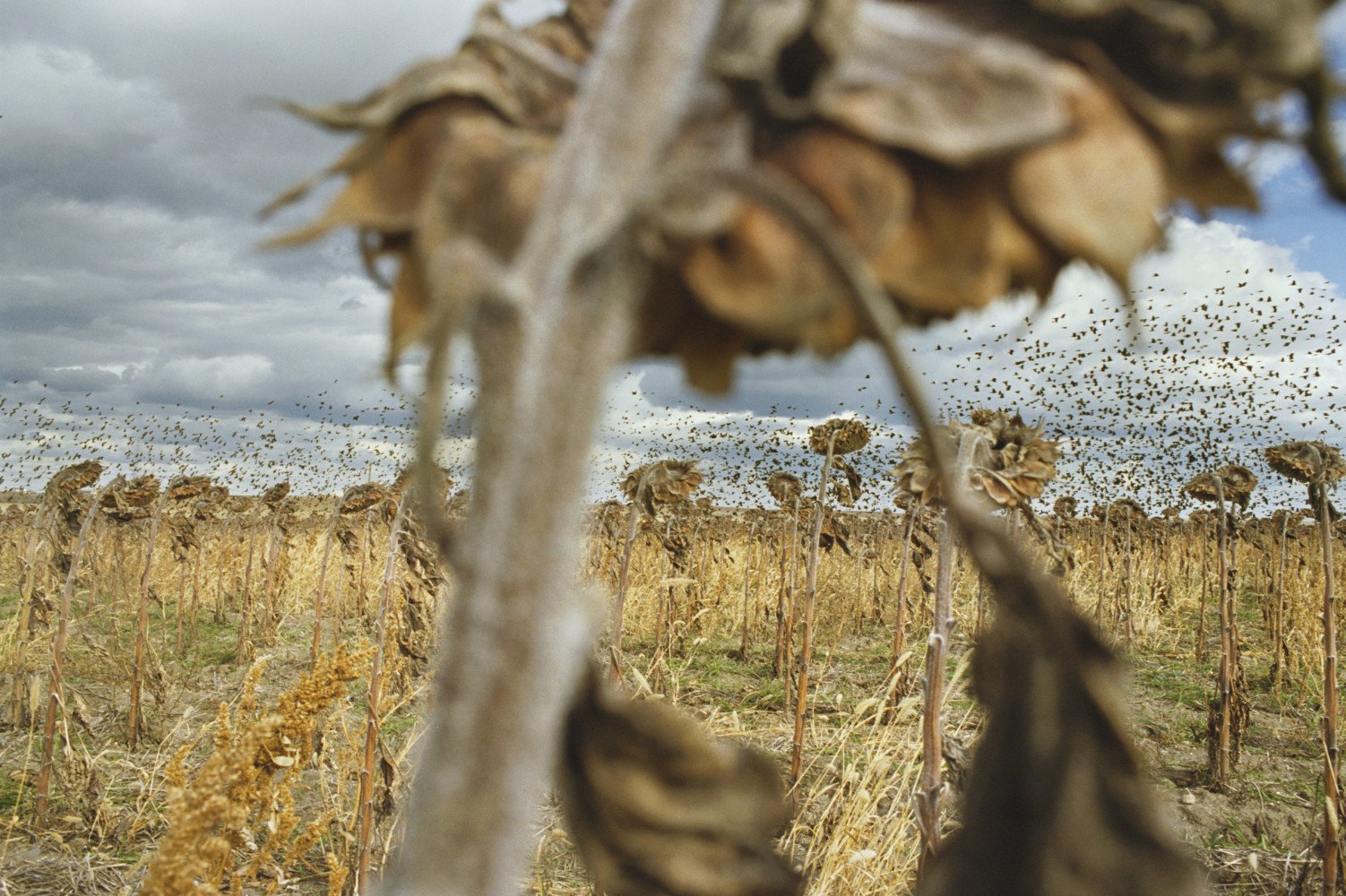 Blackbirds. Vicino a Grey Goose, South Dakota, USA 2006 © Rebecca Norris Webb