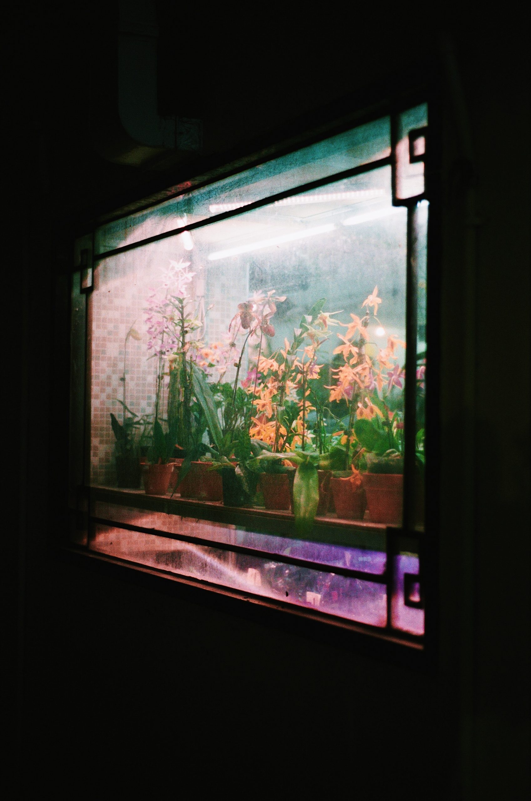 Pia Riverola的彩色旅行摄影,鲜花,窗户,香港