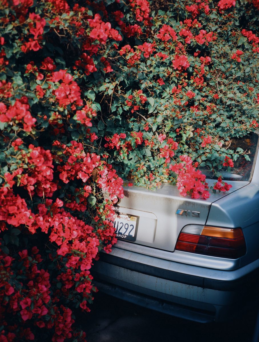Colore street photography di Pia Riverola, auto e fiori Los Angeles