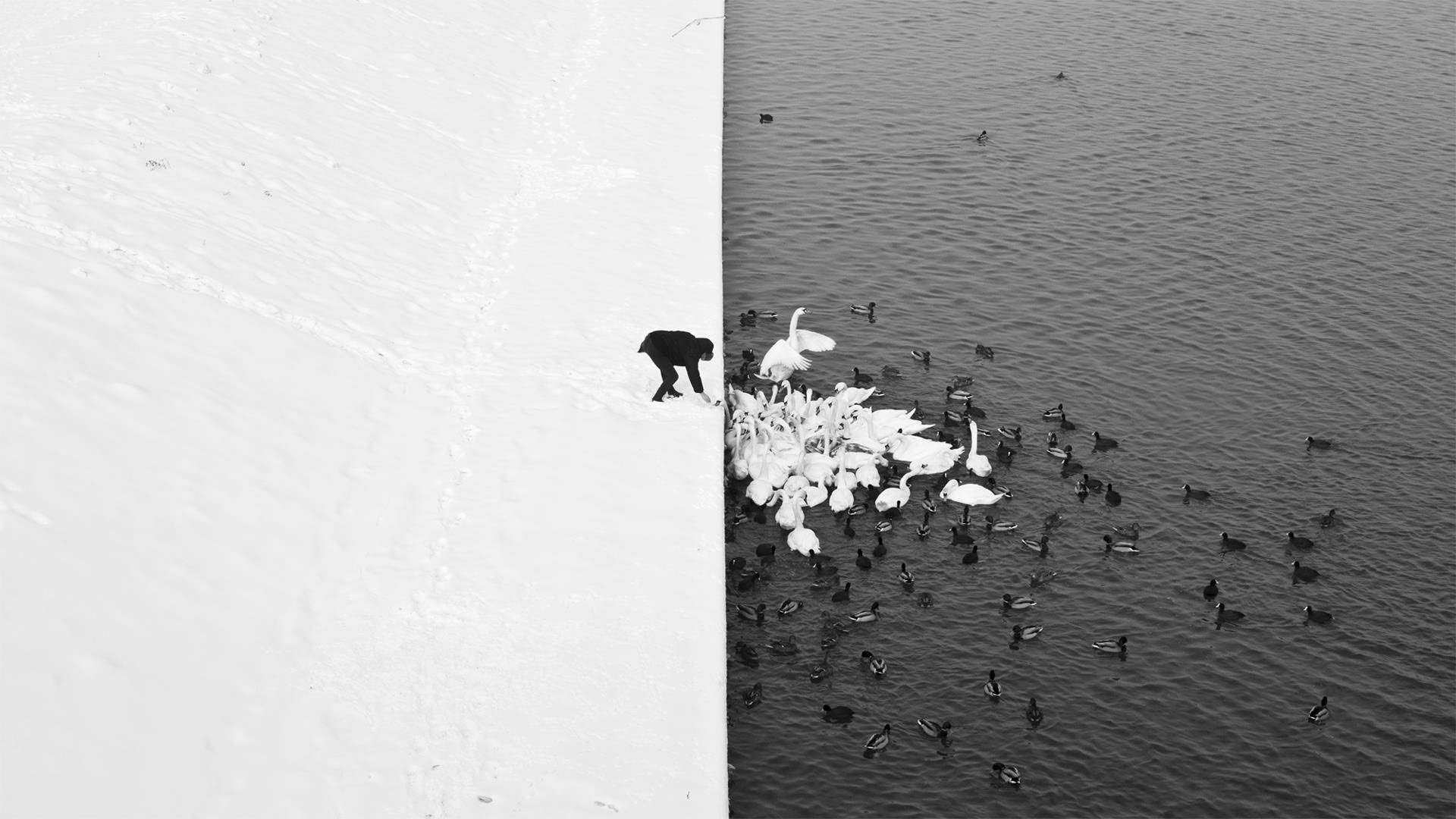 Fotografía en blanco y negro del hombre alimentando cisnes y patos por Marcin Ryczek
