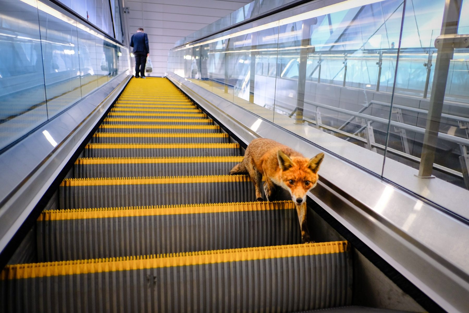 Color photograph of fox on escalator by Sam Rodgers