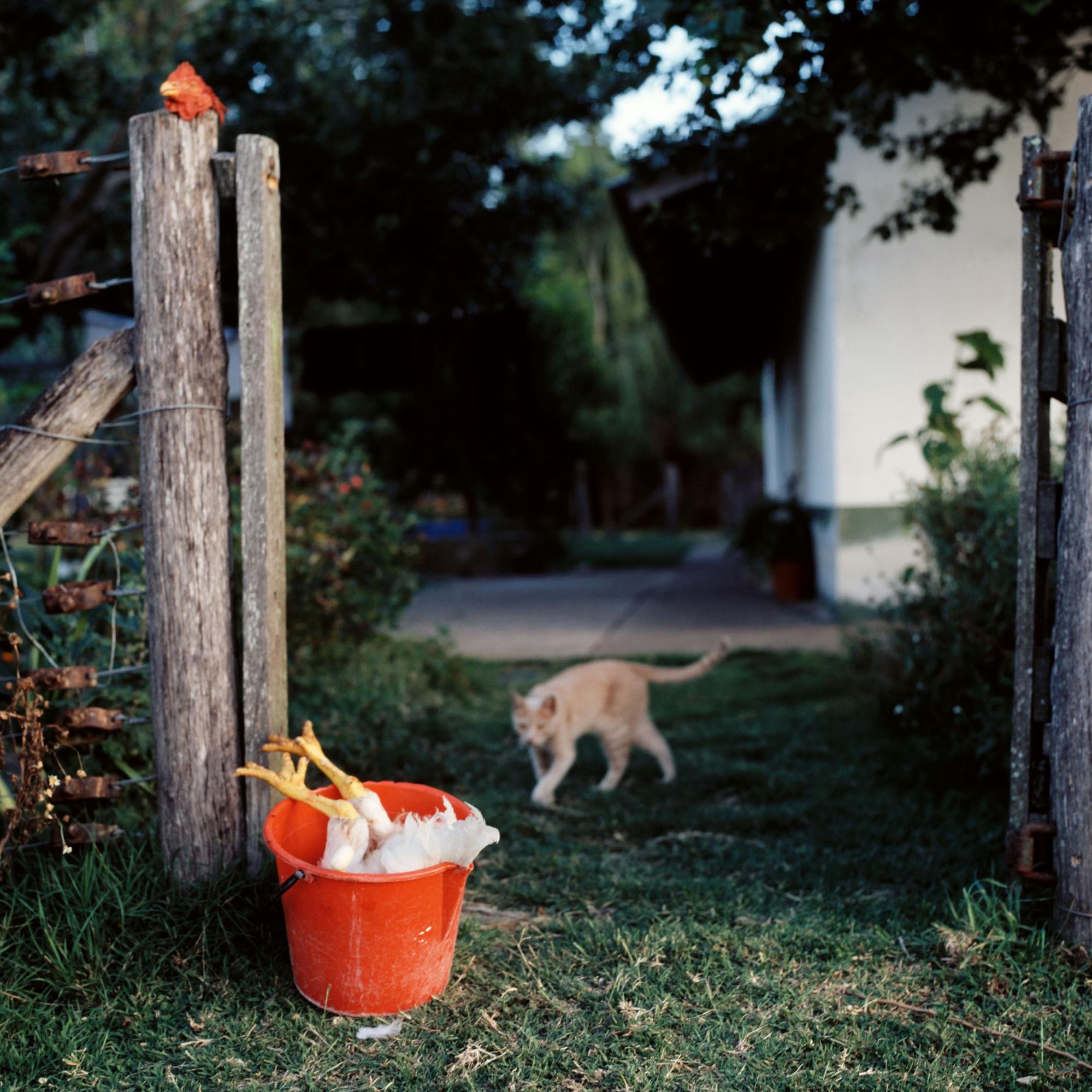 La fotografa a colori Alessandra Sanguinetti