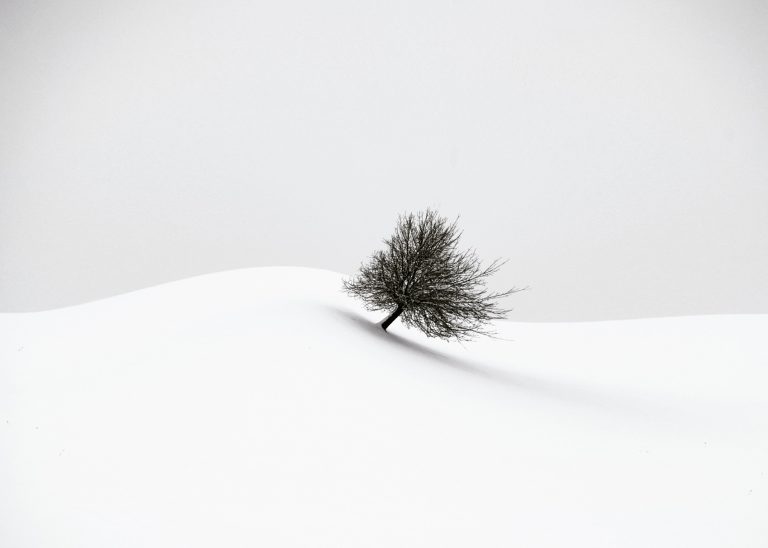 fine art black and white landscape photograph of a lonely tree in Switzerland