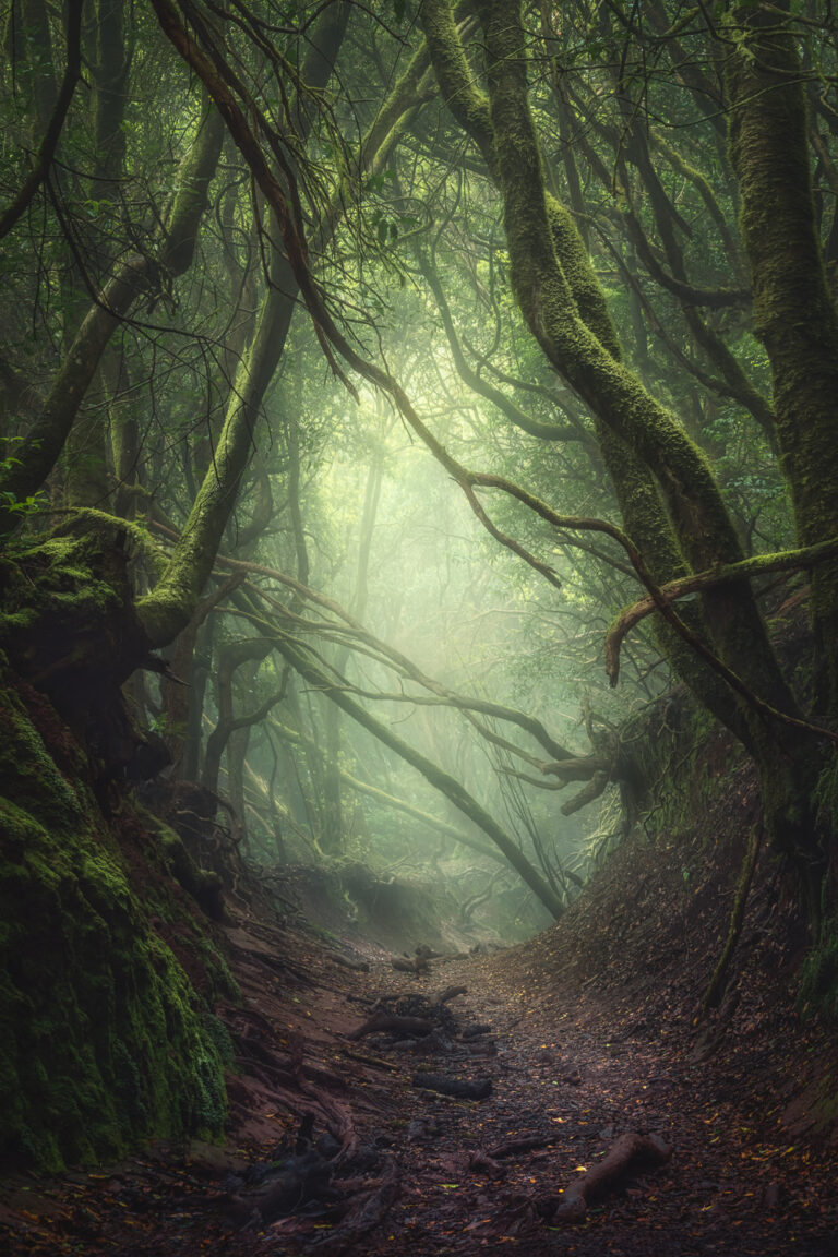 Landscape photography by Kai Hornung, forest, pathway, Tenerife