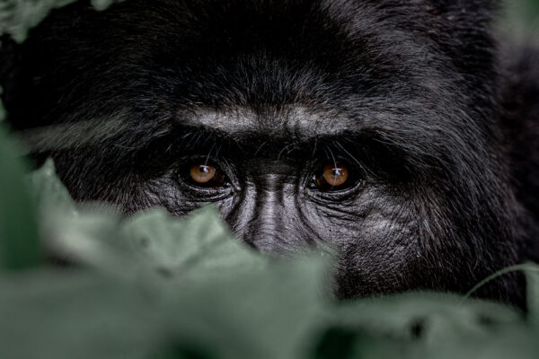 Emerging Talent - color photograph of a silver back gorilla by Brice Tribollet