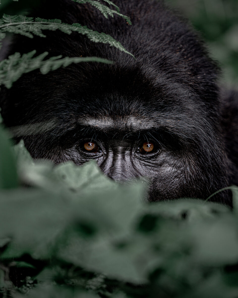 Emerging Talent - color photograph of a silver back gorilla by Brice Tribollet