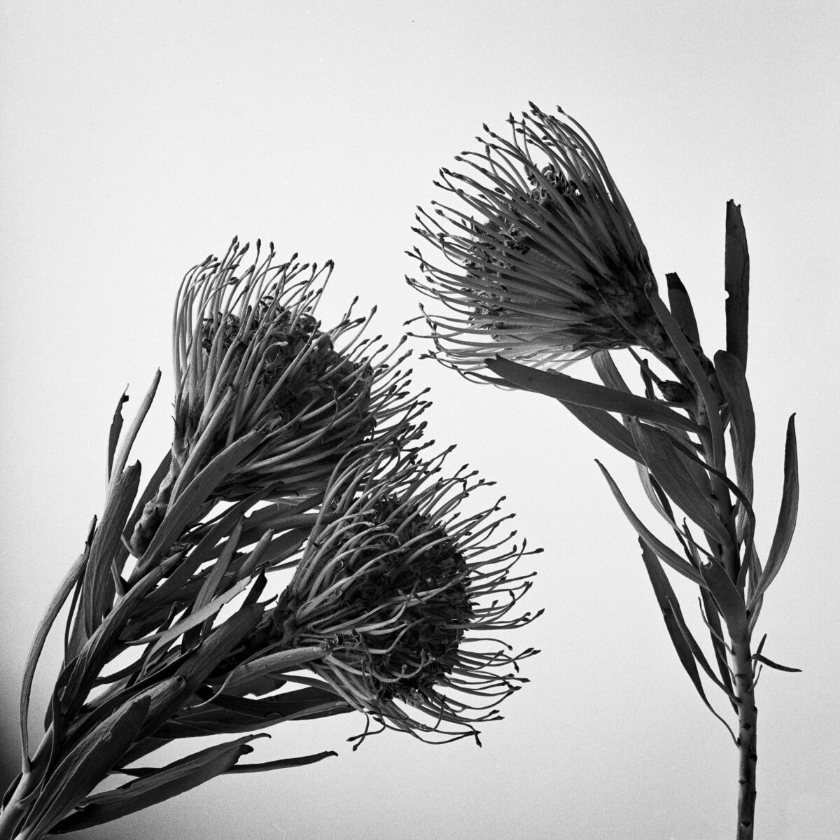 black and white photo of a flower by Kyle Hofffmann
