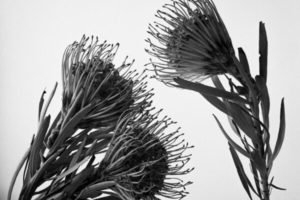 black and white photo of a flower by Kyle Hofffmann