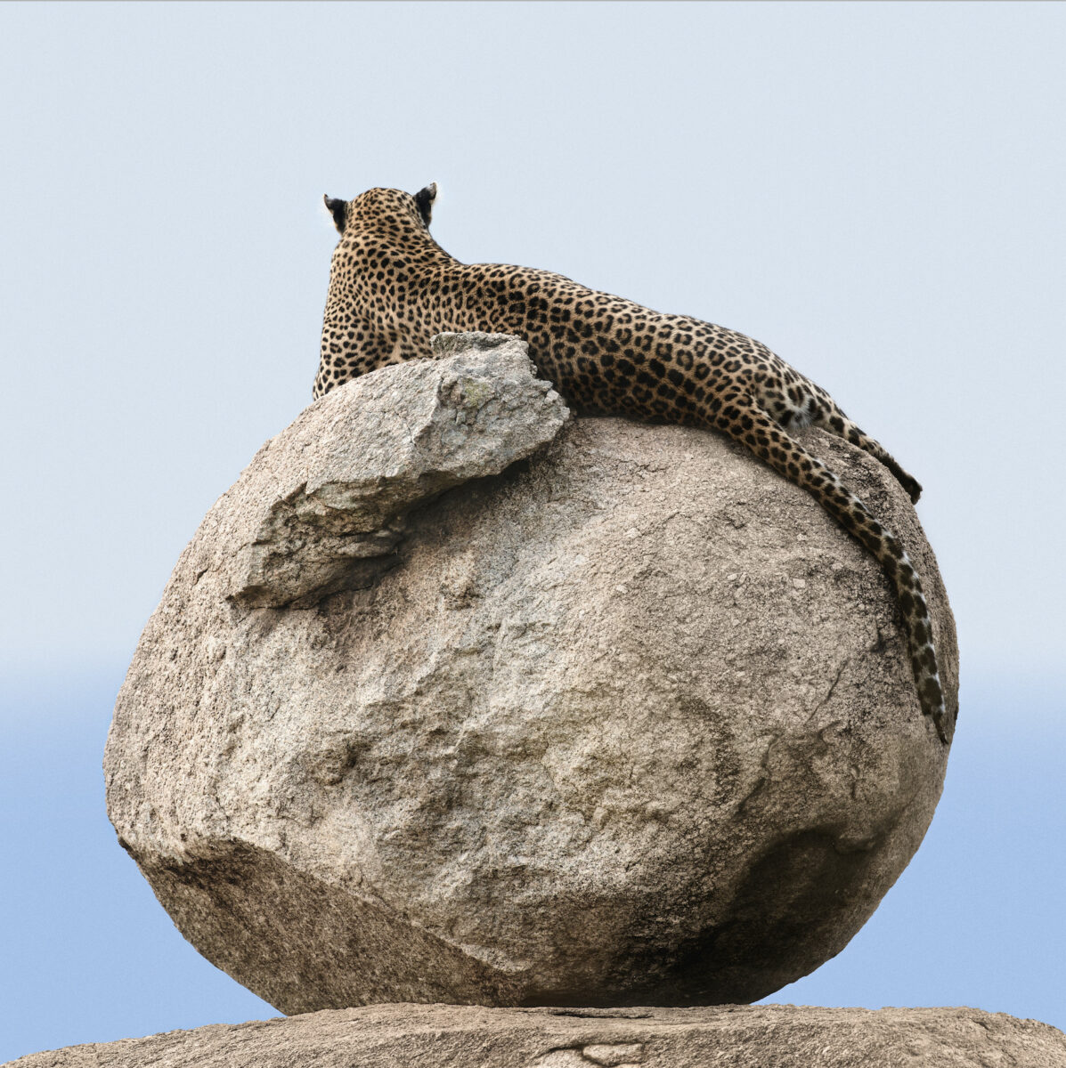 color photograph of a leopard in Serengeti, Tanzania by Sheridan Wright