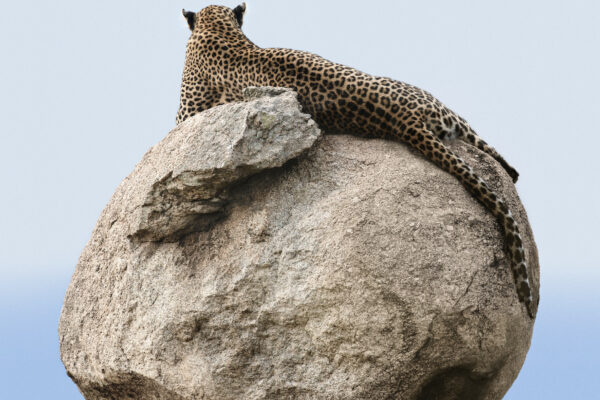 color photograph of a leopard in Serengeti, Tanzania by Sheridan Wright