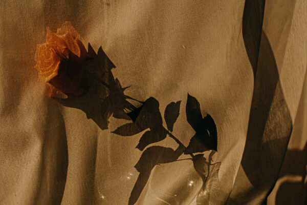 color photograph of a flower by Tülay Ilhan