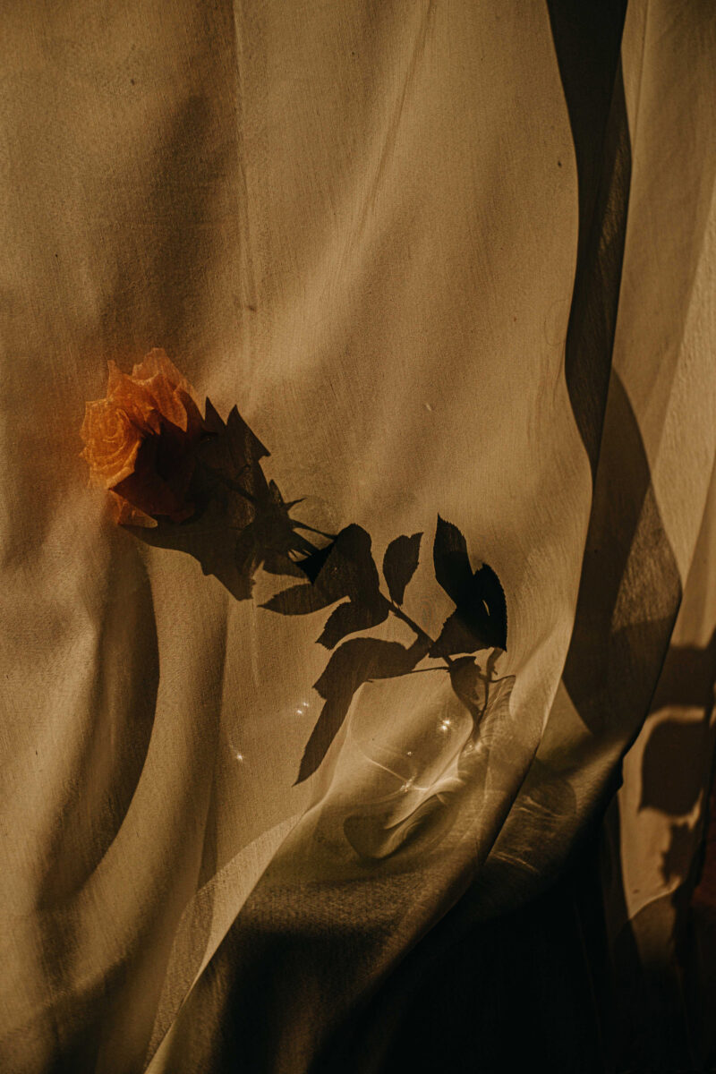 color photograph of a flower by Tülay Ilhan