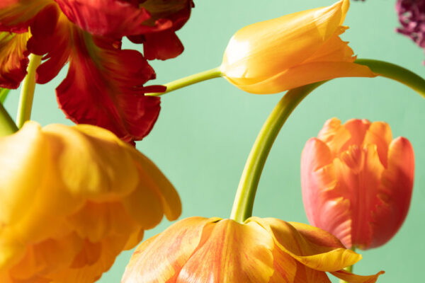 colorful photo of tulip flowers by Daniela Constantini