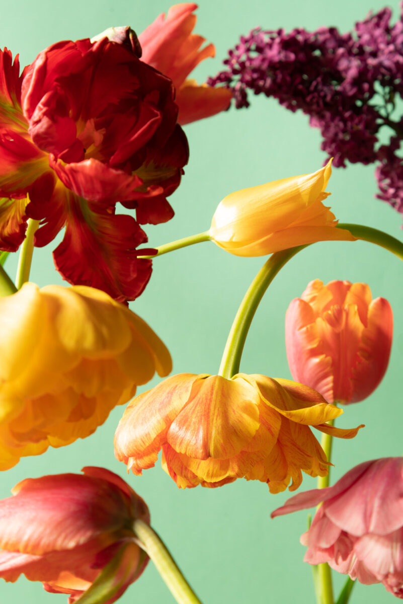 colorful photo of tulip flowers by Daniela Constantini