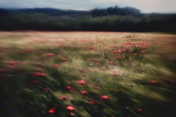 color blur landscape photo of field of poppy flowers by Thaddäus Biberauer