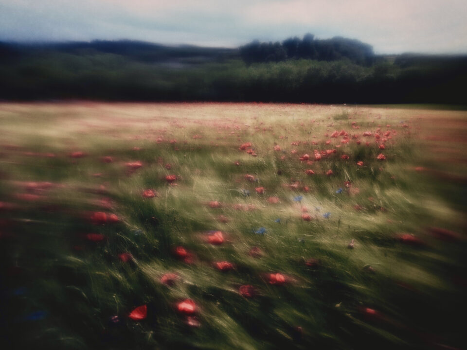 color blur landscape photo of field of poppy flowers by Thaddäus Biberauer