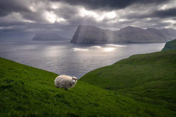 color landscape photo of a sheep on the Faroe Islands coastline by Fabien Guittard