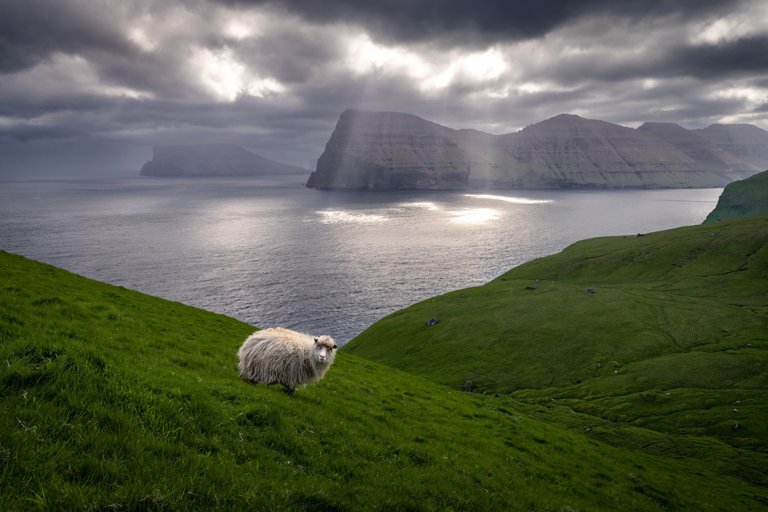 color landscape photo of a sheep on the Faroe Islands coastline by Fabien Guittard