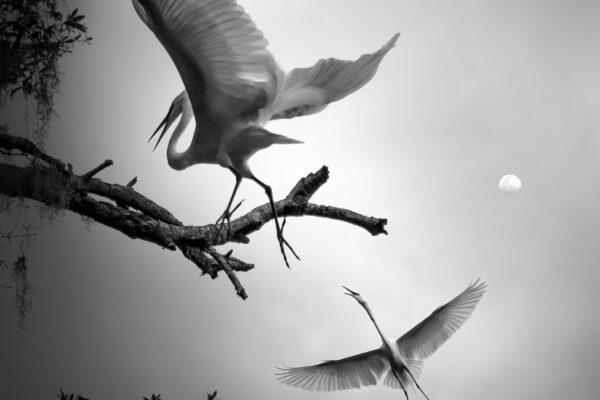 black and white portrait of flying great Egret captured in Florida, USA by Fenqiang Liu