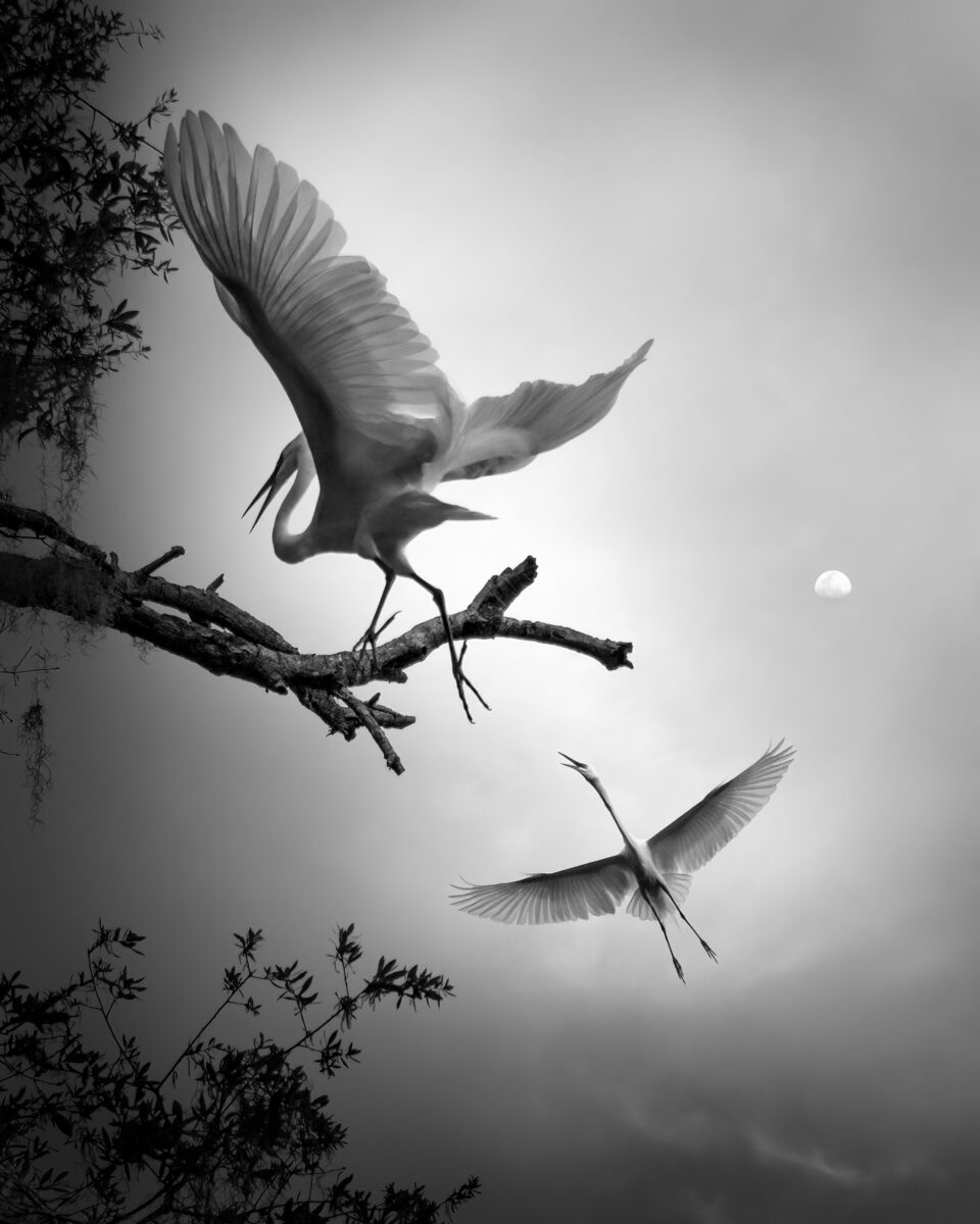 black and white portrait of flying great Egret captured in Florida, USA by Fenqiang Liu