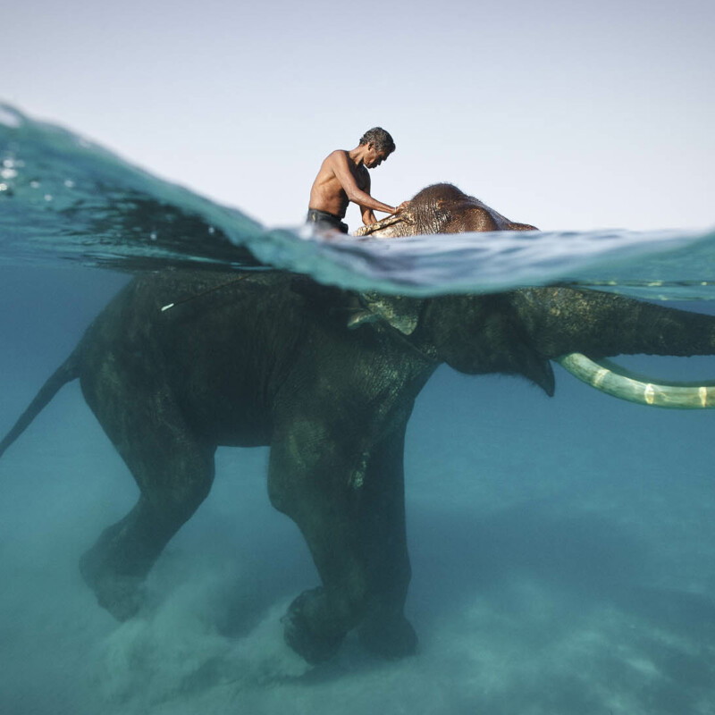 Photo of a man swimming with an elephant by Jody Macdonald
