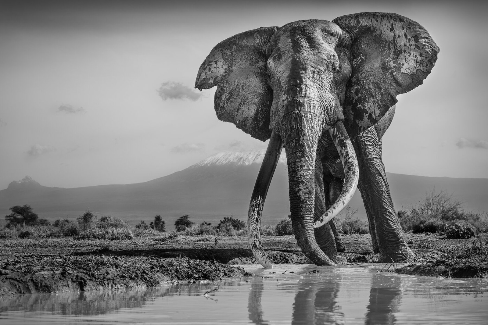 black and white award portrait of a great Tusker drinking with Kilimanjaro snow capped in Kenya by Michel Ghatan