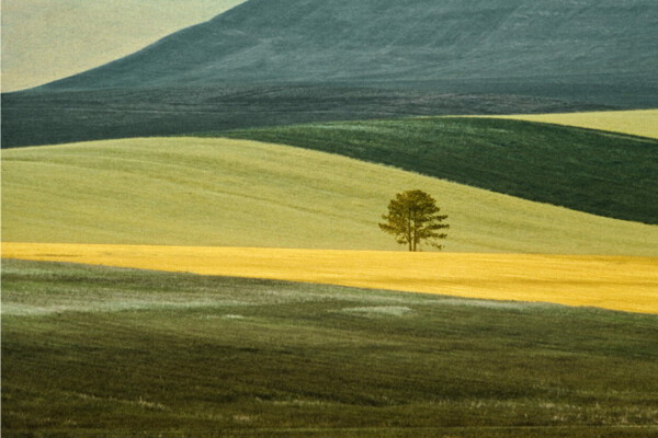 Farblandschaftsfotografie von Franco Fontana. Gelbe und grüne Felder mit einem einzelnen Baum in der Mitte