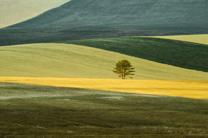 Farblandschaftsfotografie von Franco Fontana. Gelbe und grüne Felder mit einem einzelnen Baum in der Mitte
