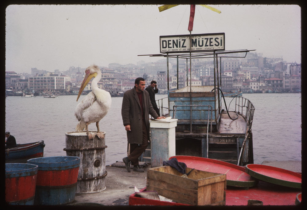 Vintage color photo by Charles W. Cushman. Golden Horn fish dock, Istanbul, Turkey