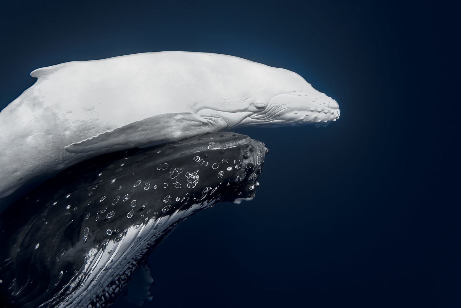 color underwater photo of calf and white humpback by Jono Allen
