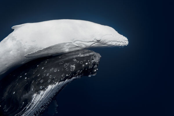 color underwater photo of calf and white humpback by Jono Allen