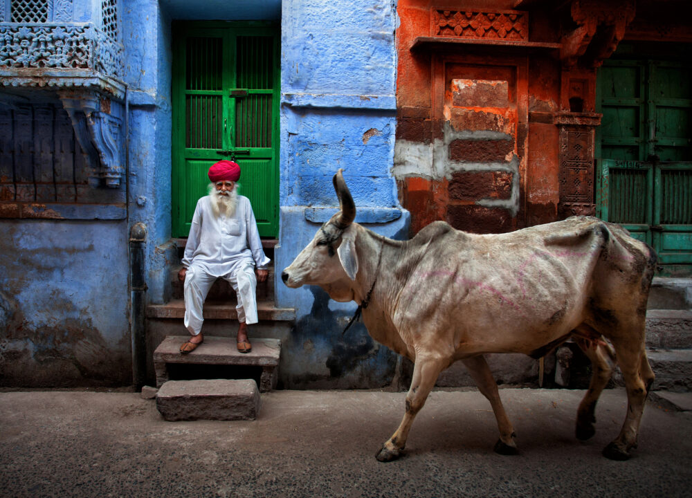 color street photography of Rajasthani man and cow in india by Fadhel Almutaghawi
