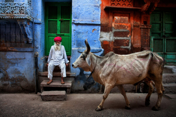 color street photography of Rajasthani man and cow in india by Fadhel Almutaghawi