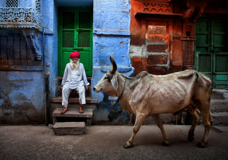 color street photography of Rajasthani man and cow in india by Fadhel Almutaghawi