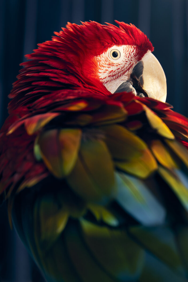 color fine art studio photo of parrot by Adam Coish
