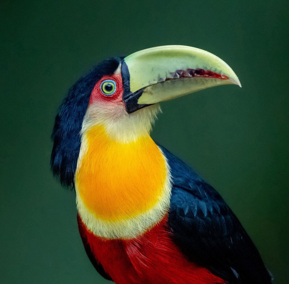 color fine art studio photo of Toucan by Anja Pires