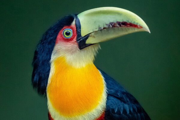 color fine art studio photo of Toucan by Anja Pires
