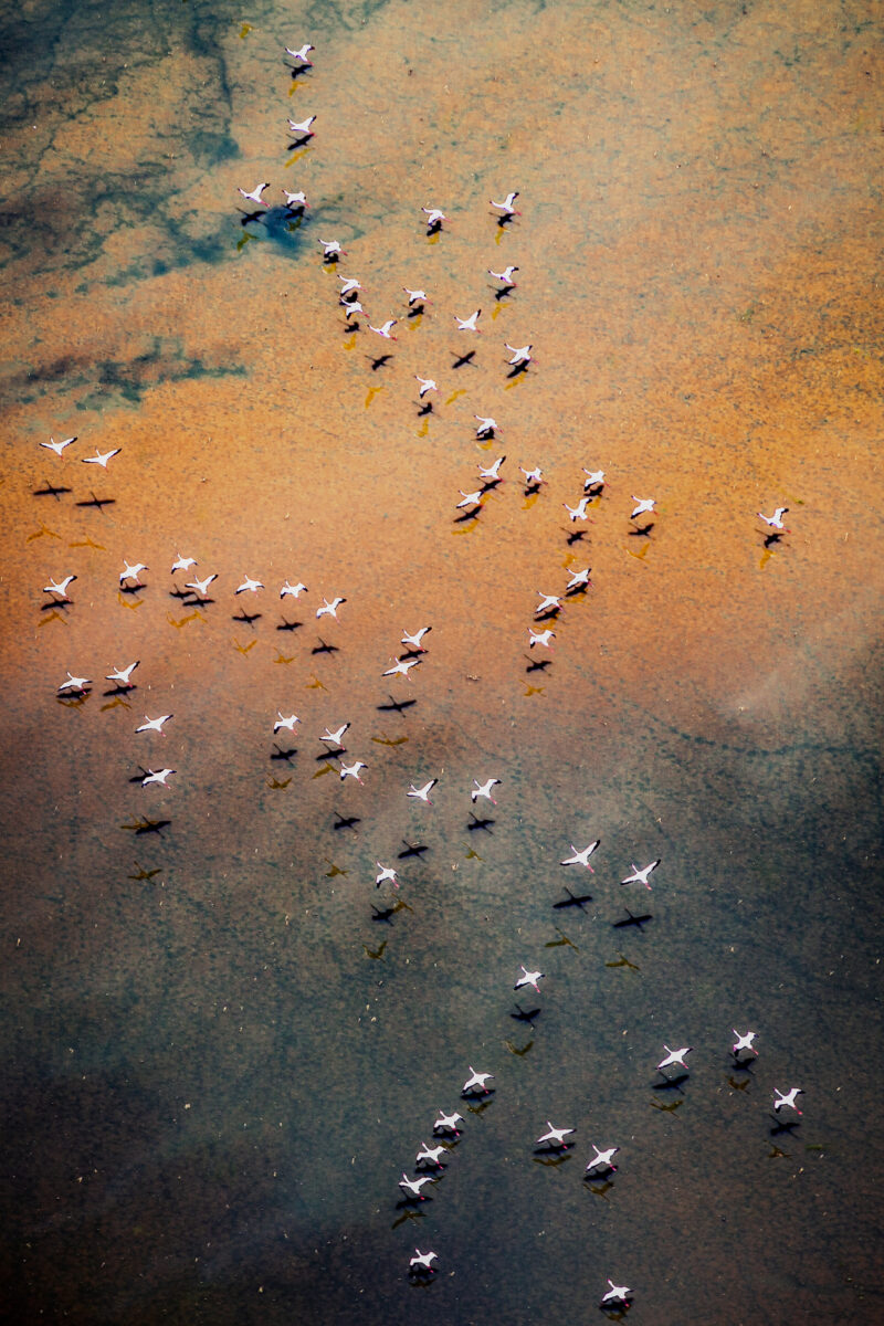 color aerial photo of flamingos flying over lake logipi, Kenya by Frances Bruchez